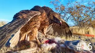 Falconry | Dirt Hawking | Dec 10 Jackrabbit