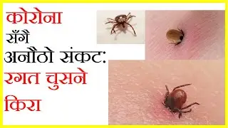 कोरोना सँगै अर्को त्रास थपियो | रगत चुस्ने किरा | Corona fear Nepal ।