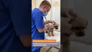 Ветеринария // Доктор Комаров Н.Е. И его пациент Тайсон