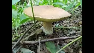 Второй  грибной  день
