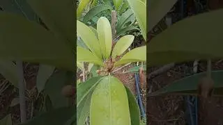 Chiku Tree 🌲#trending #viral #shortsvideo #shortvideo #viralvideo #trend #short