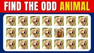 Find the ODD One Out 🐶🐱 Animal Edition