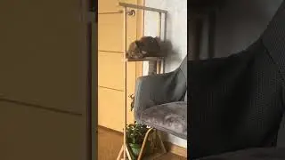Я￼ кошак! А ты?
