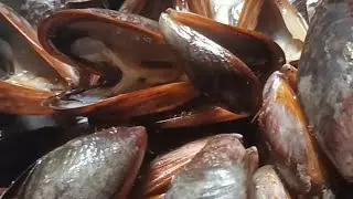 തലശ്ശേരിലെ ഒർജിനൽ കല്ലുമ്മക്കായ പൊരിച്ചത് ... കാക്ക ഫ്രൈ .. MUSSLES FRY