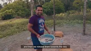 Turtle Whisperers of Maharashtra - Protecting Maharashtra’s Sea Turtles