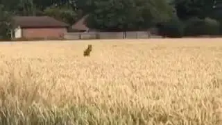 Собачья песня счастья