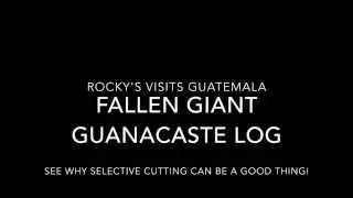 Rocky in Guatemala - Fallen Guanacaste Trees