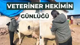 VETERİNER HEKİM GÜNLÜĞÜ / DOĞUM SONU HASTALIKLARI 