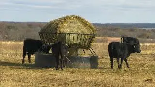 Cow-Calf Corner - Dec. 17, 2022