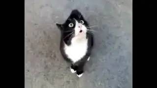 кот aughhh