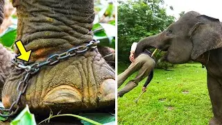 This Elephant Was Chained For 50 Years. Look What He Did After He Was Released!
