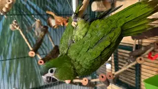 Parrot Keeper Mindset: Beaking | #parrot_bliss #macaw #birds