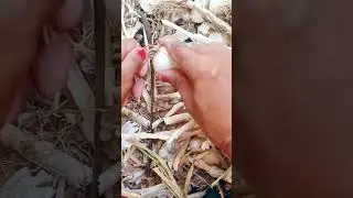 Garlic Cutting Skills 🔥 #agriculture #satisfying #shot