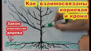 Взаимосвязь КОРНЕВОЙ и КРОНЫ плодового ДЕРЕВА