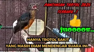 WAOW‼️TROTOL JAH4T USIA 2,5 bulan SUDAH GACOR BEGINI || bikin ngiler....! #kicaumania #burung #birds