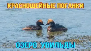 Красношейные Поганки на озере Увильды 20 мая 2023 г