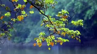 Rainforest Rain Sounds for Sleeping  🌧️ 5 Hours