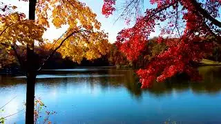 Aerial Autumn