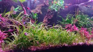 Acuario - Diciembre 👌🐌💦🐠🌿🌱