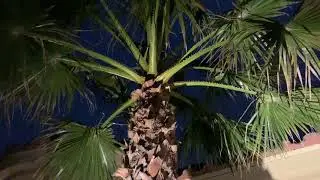 Portfolio landscape lighting finished install