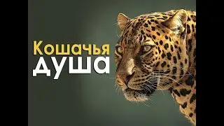 Кошачья душа (документальный фильм, 2017)