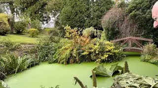 New home for some Adam Byer koi fry