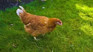 What should I give chickens to strengthen their eggshells?