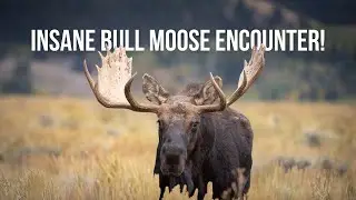 Insane Bull Moose Encounter in Wyoming!