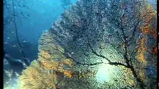 Жак Ив Кусто Серия 3.2 Тайланд узники моря.avi