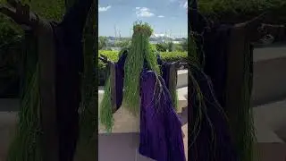 See Grass Lord watering grass in front of the SDCC? Very demure, very mindful, very cutesy. #TCSD