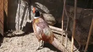 Фазаны. Год содержания. Что и как..