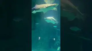 Большая песчаная тигровая акула 🦈 Москвариум #shorts