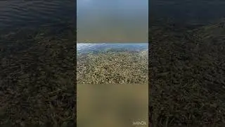 Flowers short videos