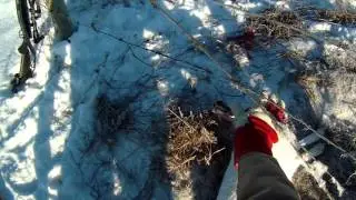 Заяц в капкане