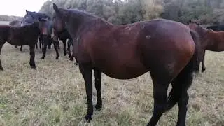 лошади осенью на кругдосуточном выпасе
