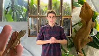 Finding Baby Geckos in Parents' Terrariums!!! | DIY Reptiles