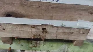 Management for the control of phorid flies.