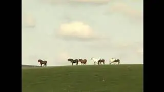 Pony drifting on Dartmoor