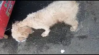 #resgatado #poodle #anima #resgate