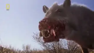 Доисторические хищники. Адский кабан. Документальный фильм.