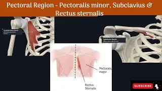 Pectoral Region - Pectoralis minor, Subclavius & Rectus sternalis #Anatomy #mbbs #education
