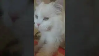 #живислили
