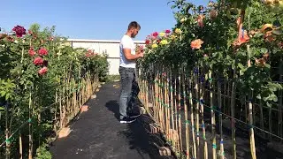 An extraordinary collection of standard roses! Roses of Artem! 2023.