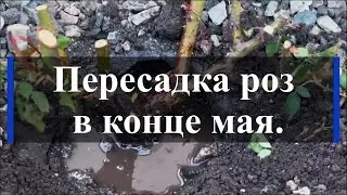 Transplanting roses at the end of May. Plant nursery E. Ivaschenko