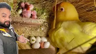 Lovebirds Mutation Breeding setup || Alhamdulilah Boht sy box 📦 main Baby hatched 🐣 hon gye hy