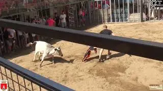 2023  08  SUELTA DE VAQUILLAS MARTES 22 08 2023