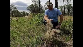 Thistle: An Overlooked Natural Fire Tinder - Find, Harvest, Ignite!