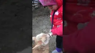 Приколи   ҳайвон