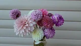 Как сохранить георгины на зиму. Подготовка и хранение клубней.