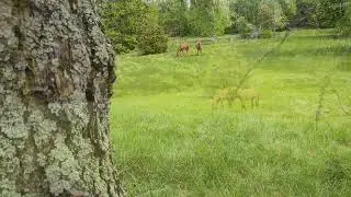 Hingsteslipp på Feøya!